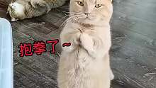 它居然会演戏，这猫咪成精了