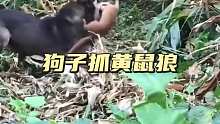 狗子抓住了偷鸡的黄鼠狼