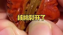 核桃裂开了