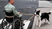 狗狗帮助残疾人过马路