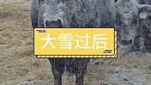 大雪天气牛遭罪了