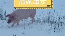 离家出走的猪