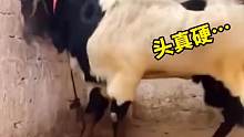 倔强的山羊头真硬...
