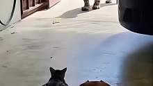 原来豹也害怕猫
