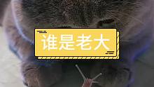 让你知道谁是老大