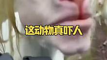 这动物真吓人