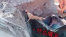 狗子指挥挖掘机，真是大吃一惊