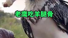 老鹰吃羊腿骨，这胃太强大了
