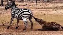 斑马驱赶鬣狗