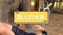 小象和饲养员关系不错呀