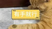 猫咪果然都是高手