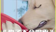 《狗子不会喝水》是真的吗