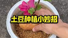 土豆种植小妙招