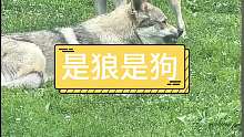 到底是狼是狗