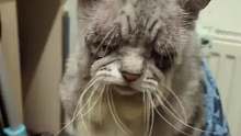 02年出生的猫咪已经22岁了，怕主人担心每天都强打精神，等主人下班求摸摸