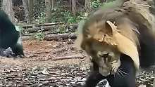 大猩猩驱赶狮子
