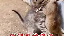 刚满月的猫咪就这么凶！
