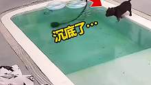 狗子跳进泳池洗澡，结果不会游泳