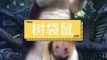可爱的树袋鼠宝宝