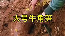 大号牛角笋