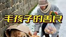 善良的毛孩子