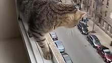猫跳下去能活吗