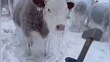 东北牛都被冻成这样了