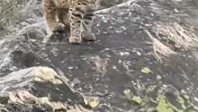 没长大之前，谁还不是萌萌的“小猫咪”？