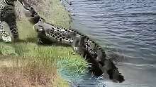 鳄鱼偷袭美洲豹失败