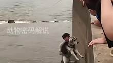 男子救助狗子