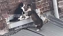 约会的猫