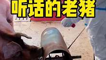 听话的老猪