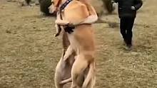 狗子和袋鼠打架