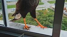 国外小哥好心给飞来窗边歇脚的老鹰好吃的，没想到给小哥带来意外惊喜