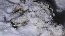 国外小哥在野外雪地救助了只濒临死亡的小奶狗，不料越长大越觉得不对劲
