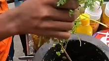 就请你来一盅香菜香蕉橄榄泥
