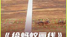 《给蚂蚁画线》为何不走了