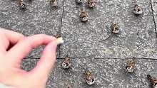 带你认识14种雀鸟