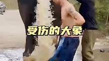 拯救受伤的大象