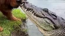鳄鱼和狗狗对峙