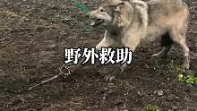 野外救助受困的野狼