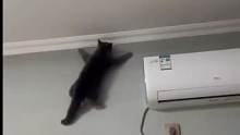 猫猫会武术谁也挡不住