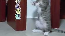 猫咪吃东西的奇葩造型，真是太搞笑了