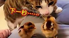 猫咪靠近小鸡