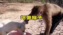 猴子到底有多坏，看了视频才知道啊