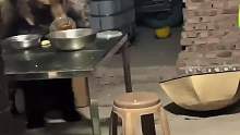 带你认识12种熊，你喜欢哪一种