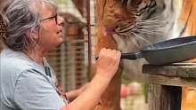 威风凛凛的大猫也会被奶奶养成猪