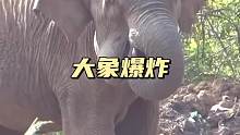 大象为何爆炸了