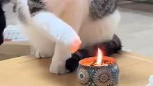 好奇心害死猫，猫咪伸手摸香炉里的火，爪子上的白毛当场烧糊了