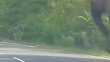 母象不惧危险在公路拦车求助无果后她竟跪在泥坑里给孩子喂奶